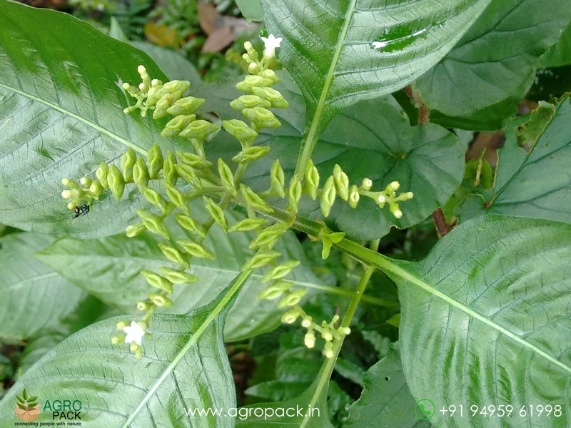 Sarpakshi-Plant2