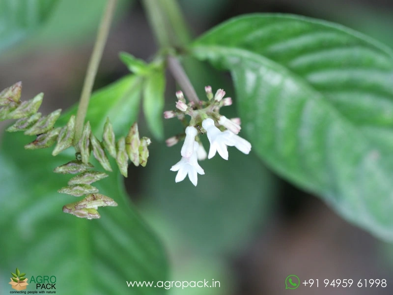 Sarpakshi-Plant3