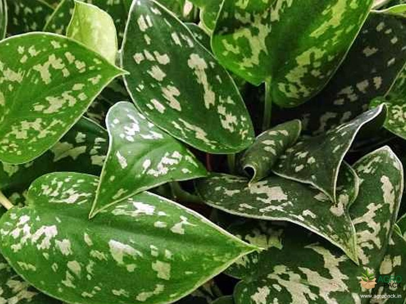 Satin-Money-Plant1