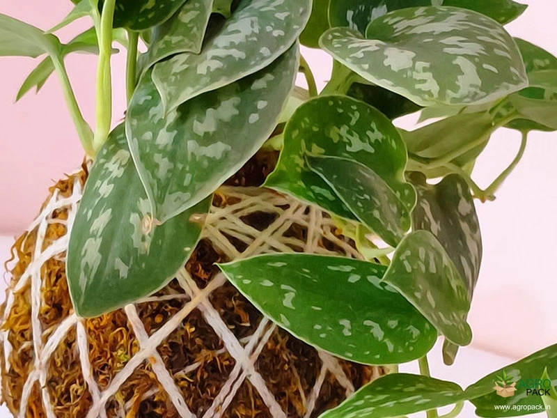 Satin-Money-Plant2