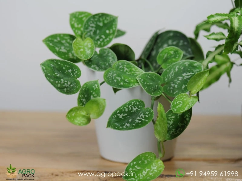 Satin-Pothos-Argyraeus1