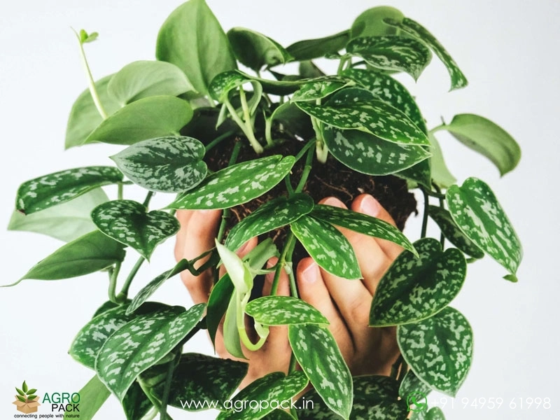 Satin-Pothos-Argyraeus2