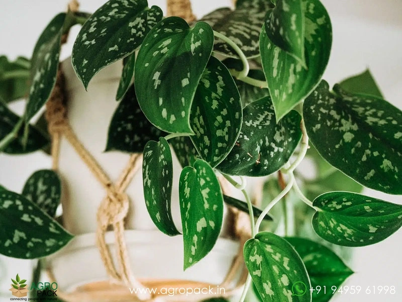 Satin-Pothos-Argyraeus3