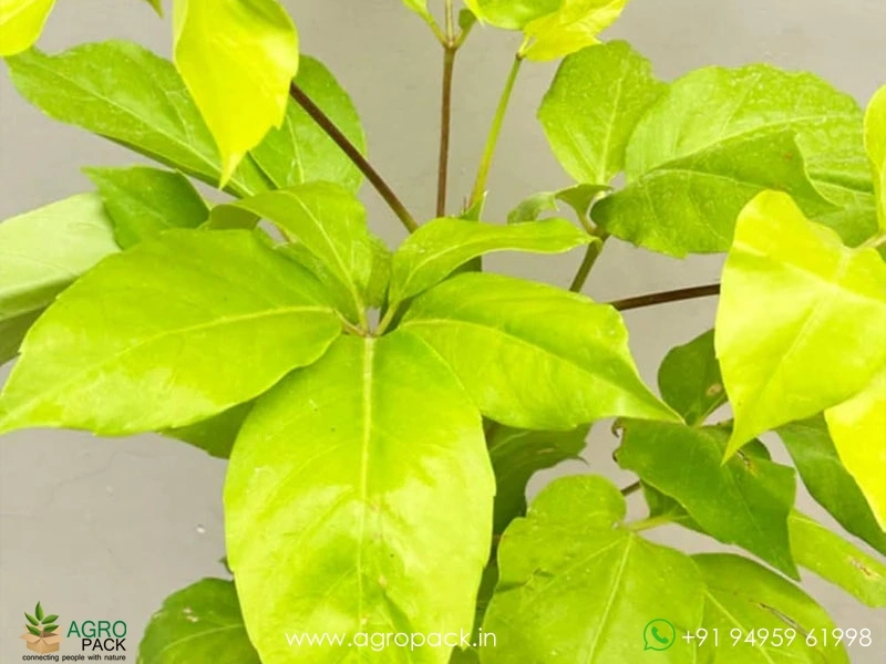 Schefflera-Gold4