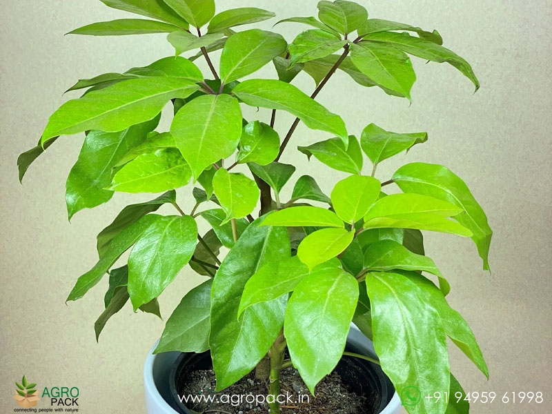 Schefflera-Gold6