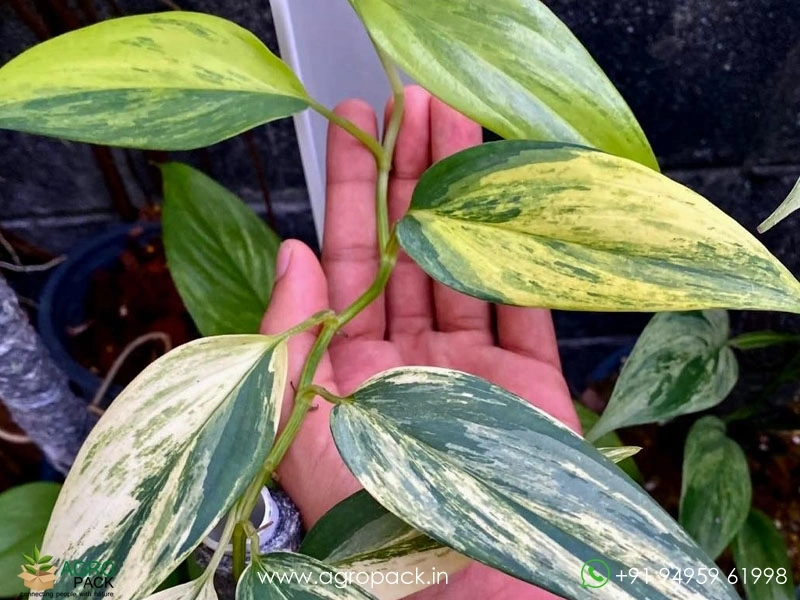 Scindapsus-Blue-Aurea-Variegated1