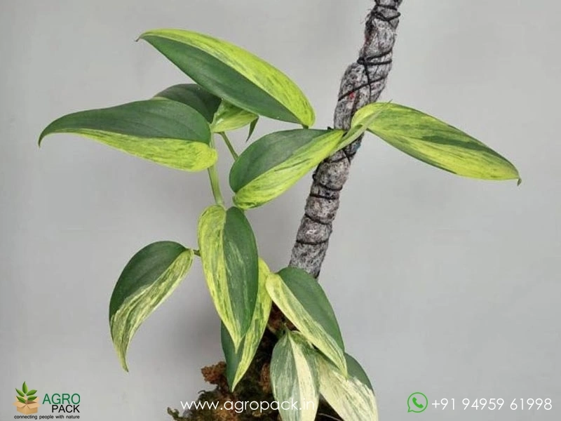 Scindapsus-Blue-Aurea-Variegated2