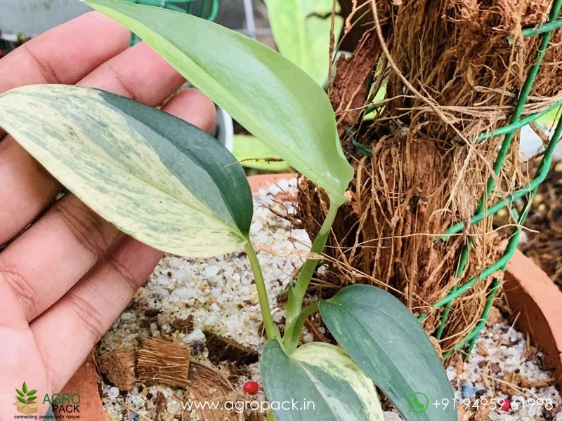 Scindapsus-Blue-Aurea-Variegated3