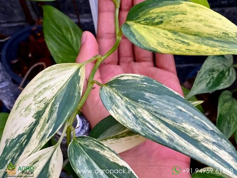 Scindapsus-Blue-Aurea-Variegated4