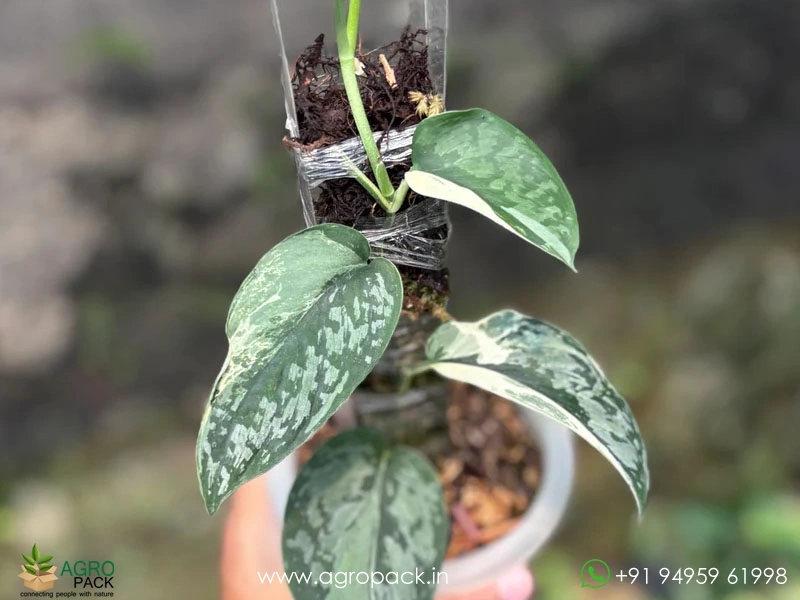 Scindapsus-Exotica-Albo1
