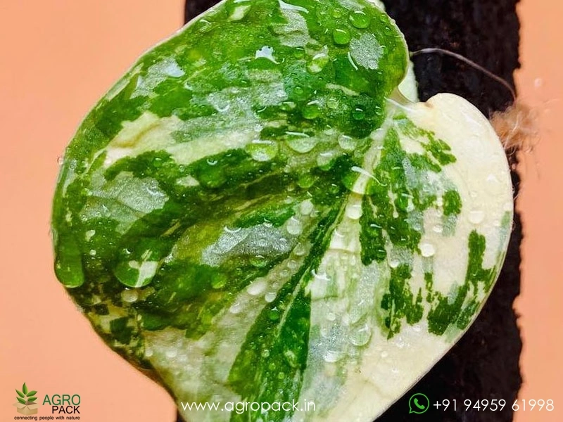 Scindapsus-Exotica-Albo3