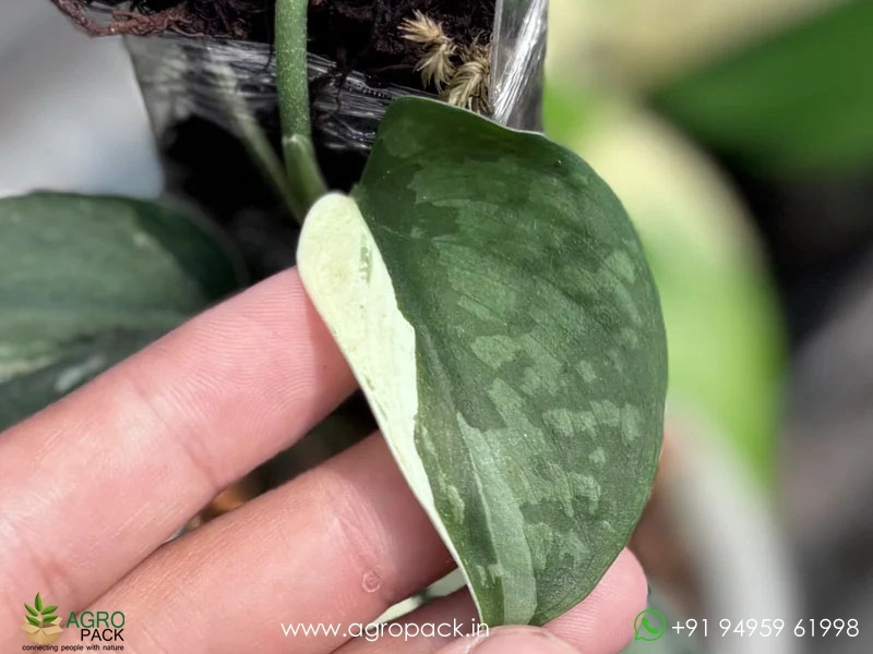 Scindapsus-Exotica-Albo4