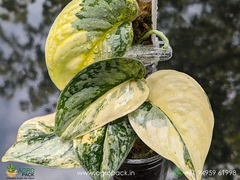 Scindapsus-Exotica-Albo5