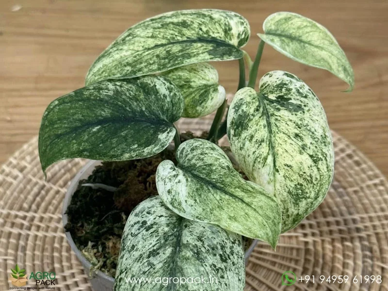 Scindapsus-Jade-Satin-Marble1