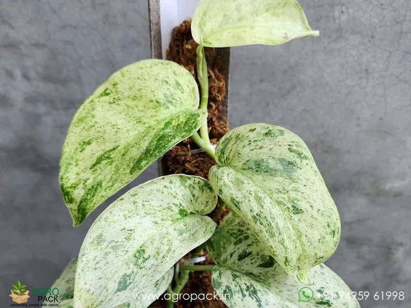 Scindapsus-Jade-Satin-Marble2