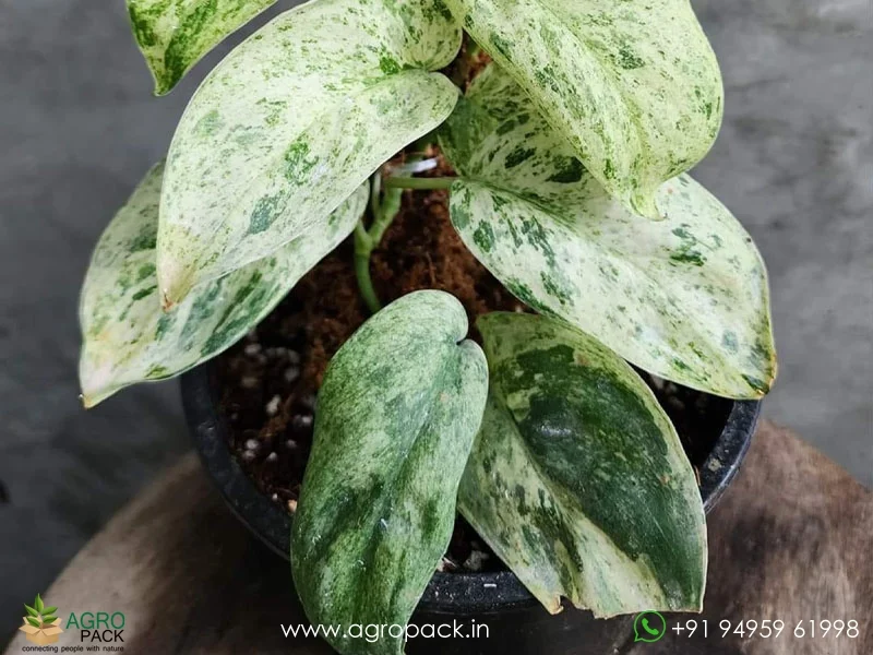 Scindapsus-Jade-Satin-Marble3