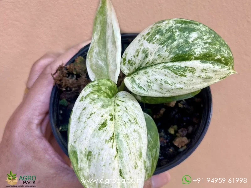 Scindapsus-Jade-Satin-Marble4
