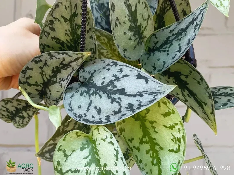 Scindapsus-Pictus-Silver-Lady1