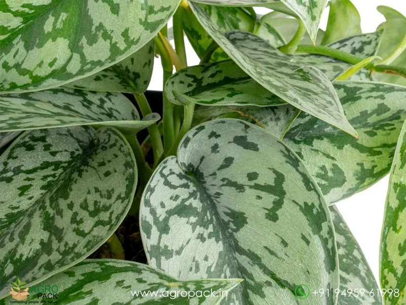 Scindapsus-Pictus-Silver-Lady2