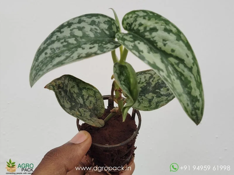 Scindapsus-Pictus-Silver-Lady3