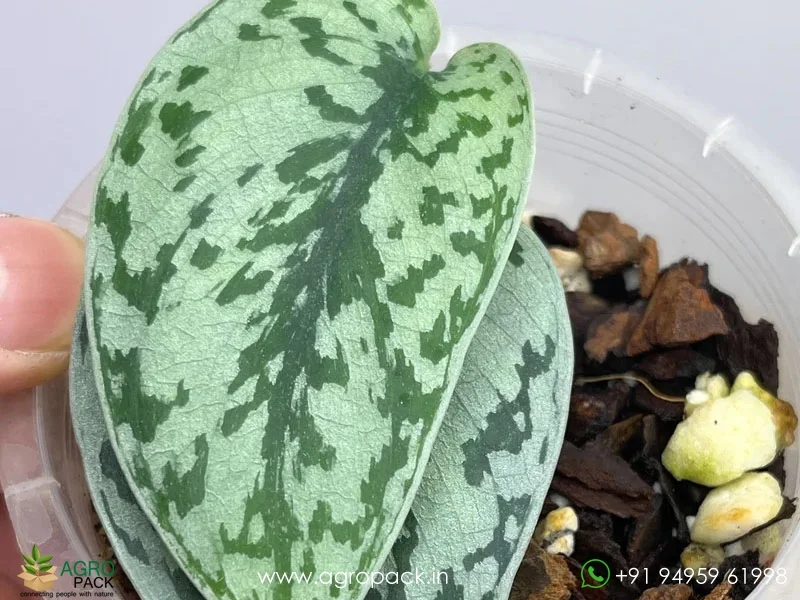 Scindapsus-Pictus-Silver-Lady5