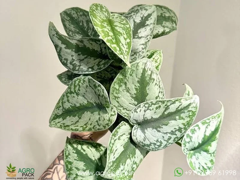 Scindapsus-Pictus-Silver-Lady6