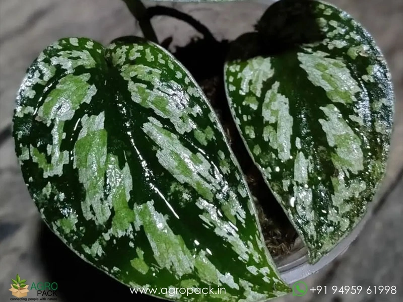 Scindapsus-Tricolour1