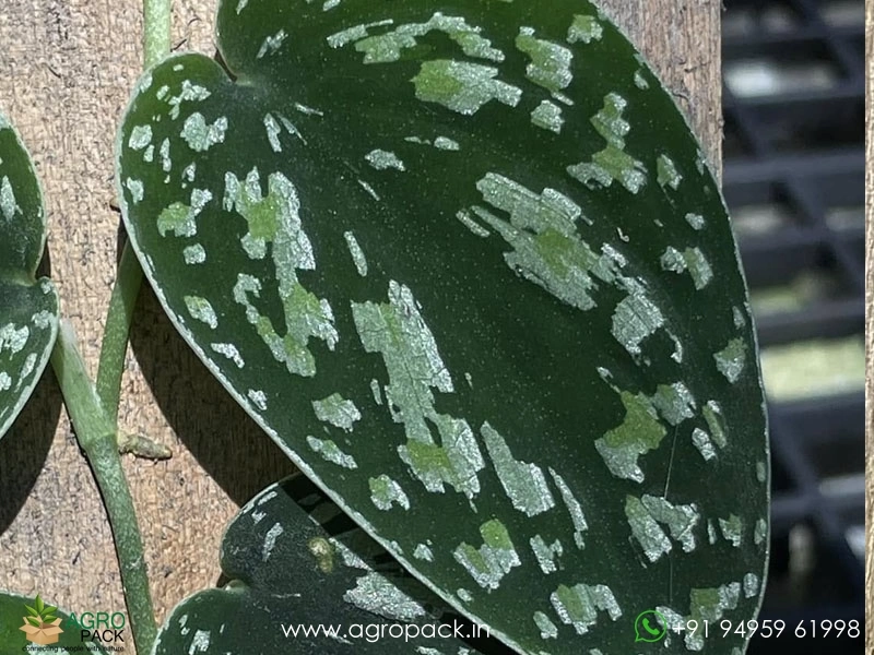 Scindapsus-Tricolour5