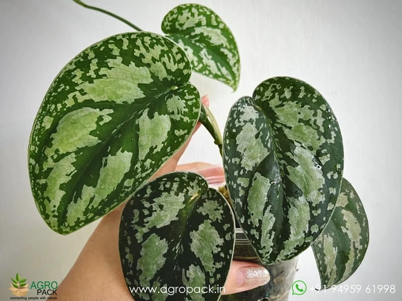 Scindapsus-Tricolour6