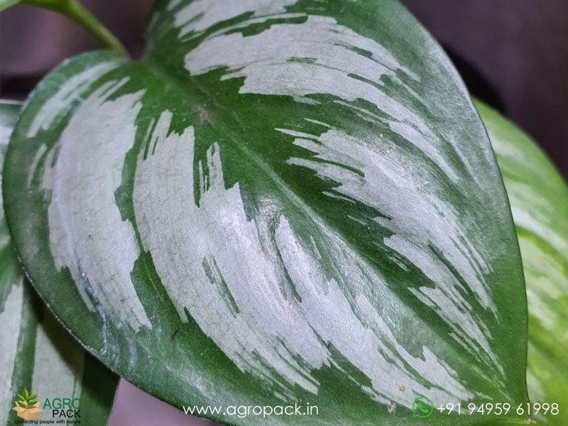 Scindapsus-officinalis1