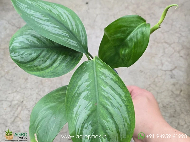 Scindapsus-officinalis2