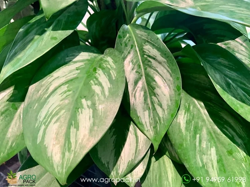 Scindapsus-officinalis5