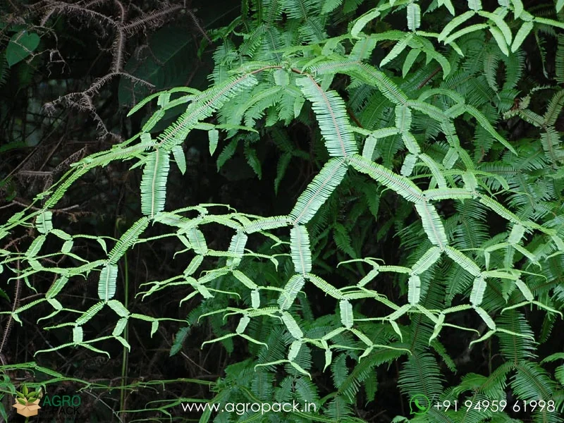 Scrambling-Fern-Sticherus-truncatus1