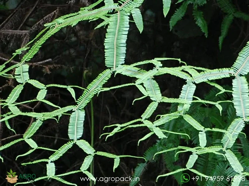Scrambling-Fern-Sticherus-truncatus2