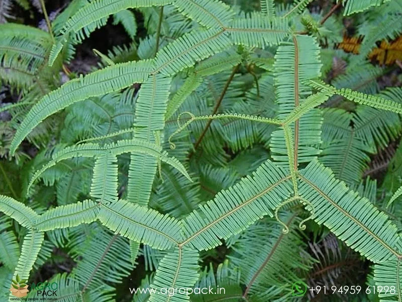 Scrambling-Fern-Sticherus-truncatus3