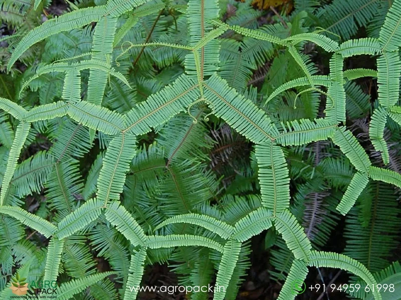 Scrambling-Fern-Sticherus-truncatus4
