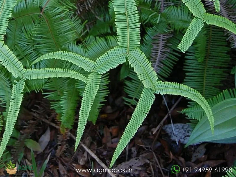 Scrambling-Fern-Sticherus-truncatus5