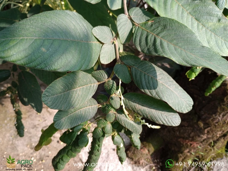 Seetharmudi-Phyllodium-pulchellum2