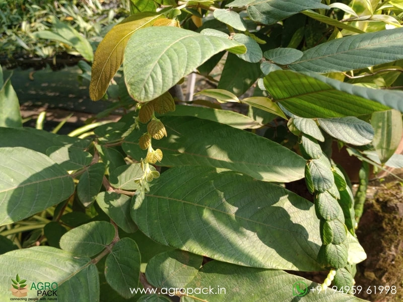 Seetharmudi-Phyllodium-pulchellum3
