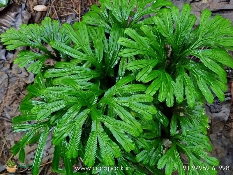 Selaginella-magnifica-Fern4