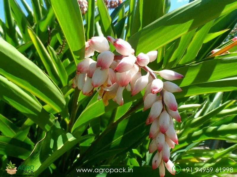Shell-Ginger1