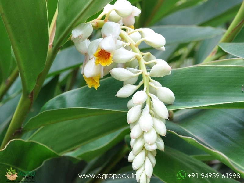 Shell-Ginger3
