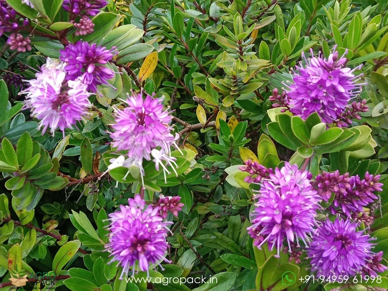 Shrubby-Veronica1