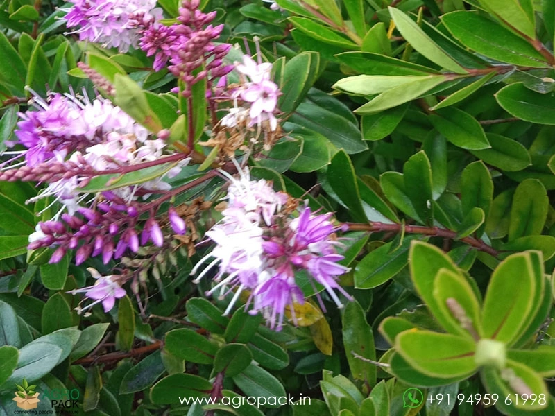 Shrubby-Veronica4