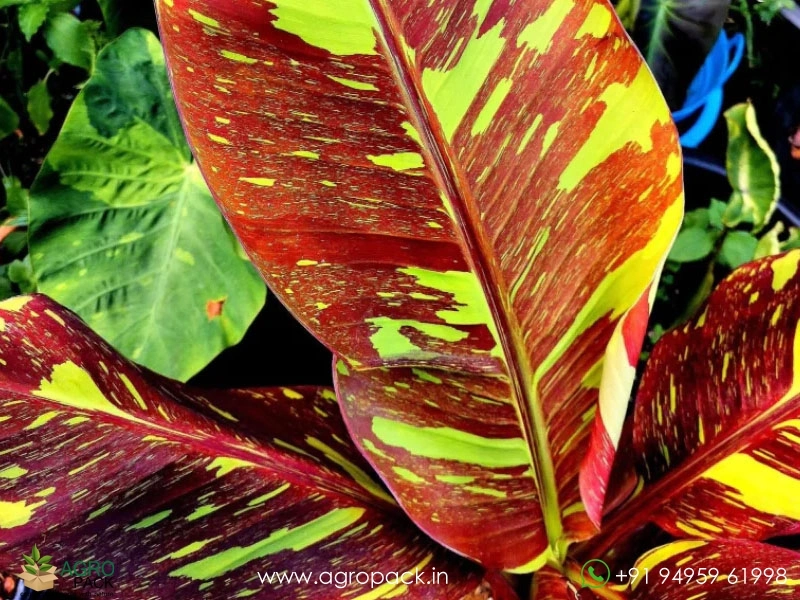 Siam-Ruby-Banana2