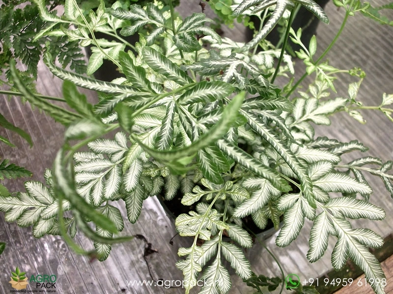 Silver-Lace-Fern4