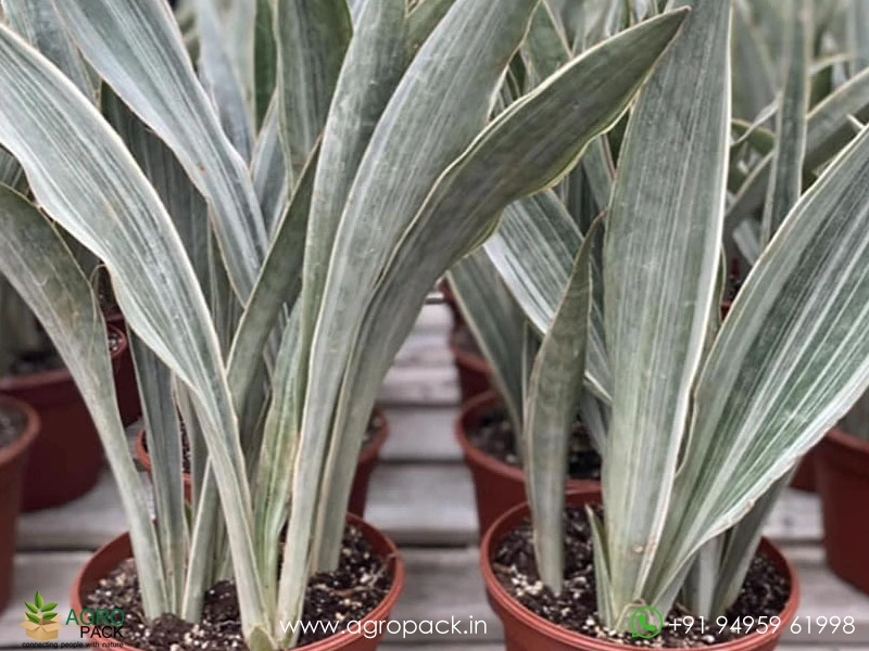 Silver-Siam-Sansevieria1