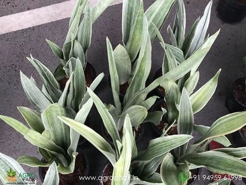 Silver-Siam-Sansevieria2