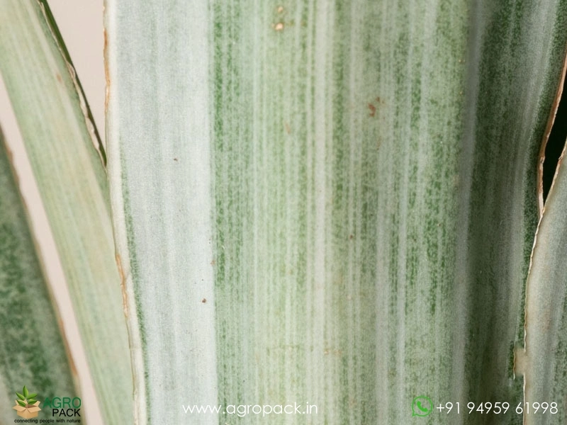 Silver-Siam-Sansevieria4