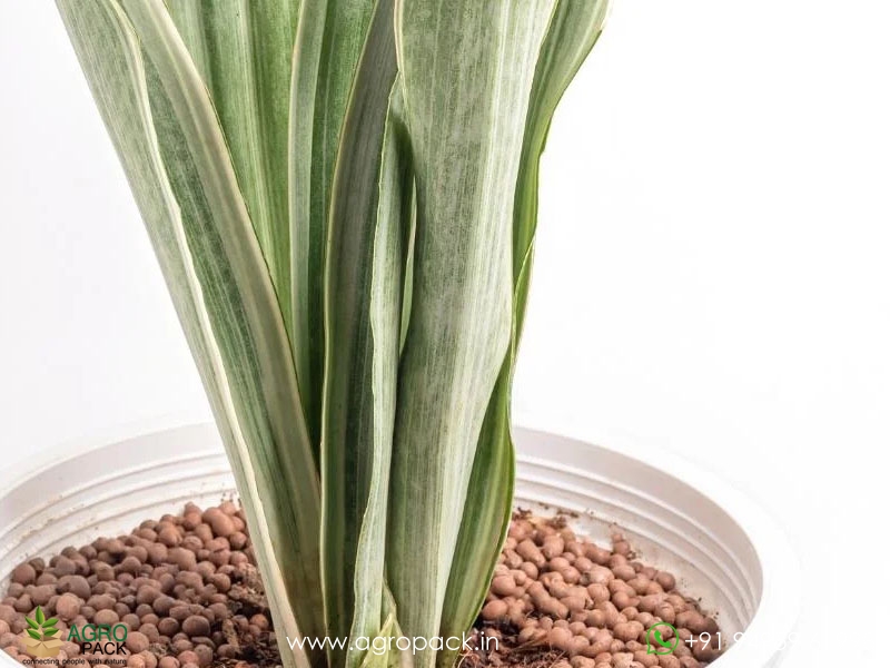 Silver-Siam-Sansevieria5